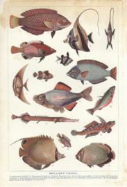 Brilliant Fishes